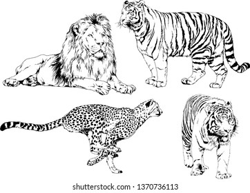 set of vector drawings on the theme of predators tigers are drawn by hand with ink tattoo logos