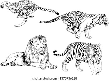 set of vector drawings on the theme of predators tigers are drawn by hand with ink tattoo logos