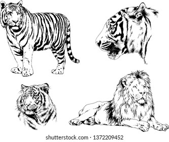 set of vector drawings on the theme of predators tigers are drawn by hand with ink tattoo logos