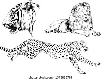 set of vector drawings on the theme of predators tigers are drawn by hand with ink tattoo logos