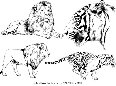 set of vector drawings on the theme of predators tigers are drawn by hand with ink tattoo logos