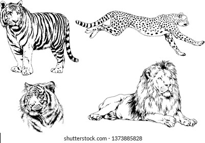 set of vector drawings on the theme of predators tigers are drawn by hand with ink tattoo logos