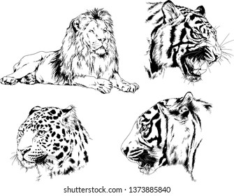 set of vector drawings on the theme of predators tigers are drawn by hand with ink tattoo logos