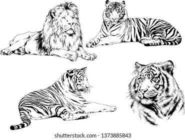 set of vector drawings on the theme of predators tigers are drawn by hand with ink tattoo logos