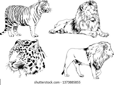 set of vector drawings on the theme of predators tigers are drawn by hand with ink tattoo logos
