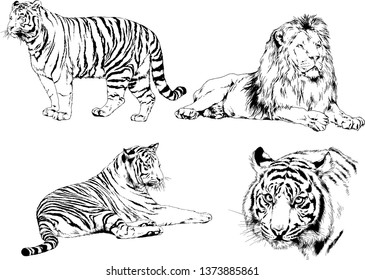 set of vector drawings on the theme of predators tigers are drawn by hand with ink tattoo logos