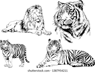 set of vector drawings on the theme of predators tigers are drawn by hand with ink tattoo logos	