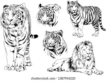 set of vector drawings on the theme of predators tigers are drawn by hand with ink tattoo logos	