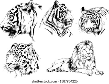 set of vector drawings on the theme of predators tigers are drawn by hand with ink tattoo logos	
