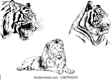 set of vector drawings on the theme of predators tigers are drawn by hand with ink tattoo logos	