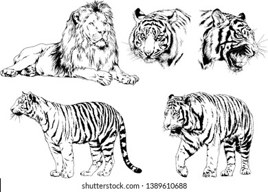 set of vector drawings on the theme of predators tigers are drawn by hand with ink tattoo logos