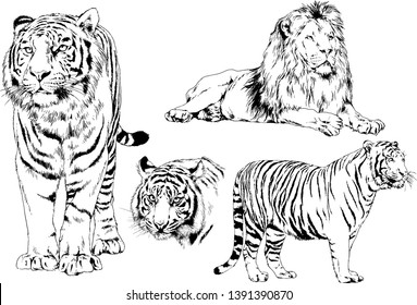 set of vector drawings on the theme of predators tigers are drawn by hand with ink tattoo logos