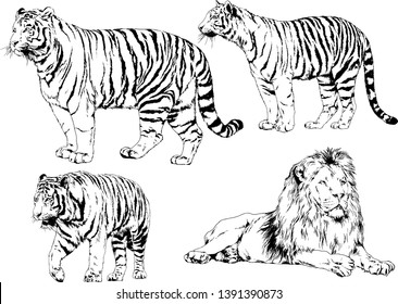 set of vector drawings on the theme of predators tigers are drawn by hand with ink tattoo logos