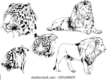 set of vector drawings on the theme of predators tigers are drawn by hand with ink tattoo logos