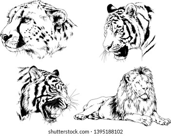 set of vector drawings on the theme of predators tigers are drawn by hand with ink tattoo logos