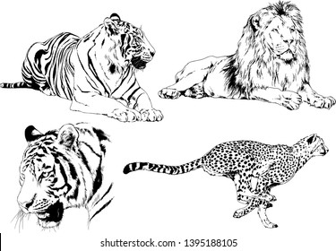 set of vector drawings on the theme of predators tigers are drawn by hand with ink tattoo logos