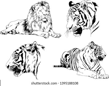 set of vector drawings on the theme of predators tigers are drawn by hand with ink tattoo logos