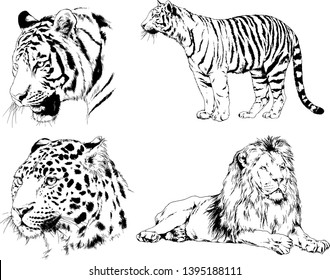 set of vector drawings on the theme of predators tigers are drawn by hand with ink tattoo logos