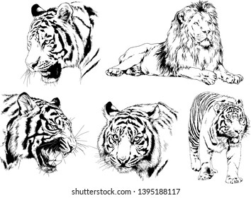 set of vector drawings on the theme of predators tigers are drawn by hand with ink tattoo logos