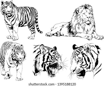 set of vector drawings on the theme of predators tigers are drawn by hand with ink tattoo logos