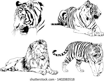 set of vector drawings on the theme of predators tigers are drawn by hand with ink tattoo logos