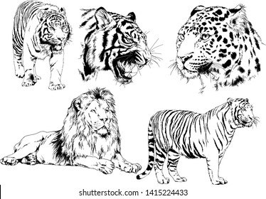 set of vector drawings on the theme of predators tigers are drawn by hand with ink tattoo logos