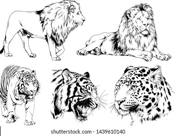 set of vector drawings on the theme of predators tigers are drawn by hand with ink tattoo logos