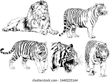 set of vector drawings on the theme of predators tigers are drawn by hand with ink tattoo logos