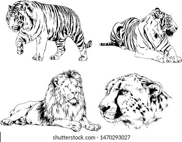 set of vector drawings on the theme of predators tigers are drawn by hand with ink tattoo logos