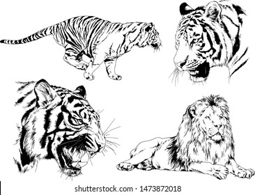 set of vector drawings on the theme of predators tigers are drawn by hand with ink tattoo logos