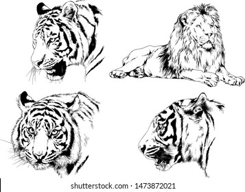 set of vector drawings on the theme of predators tigers are drawn by hand with ink tattoo logos