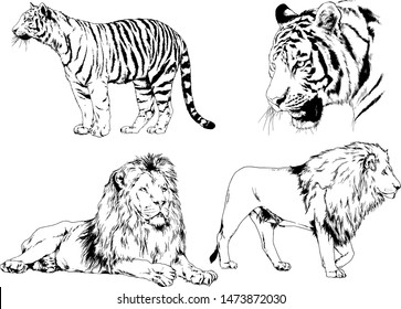 set of vector drawings on the theme of predators tigers are drawn by hand with ink tattoo logos