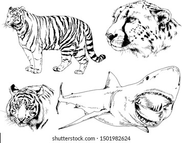 set of vector drawings on the theme of various predators, ink-drawn sketches and tattoos