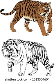 set of vector drawings on the theme of predators tigers are drawn by hand with ink tattoo logos