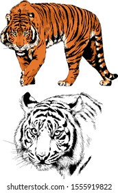 set of vector drawings on the theme of predators tigers are drawn by hand with ink tattoo logos