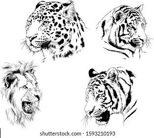 set of vector drawings on the theme of predators tigers are drawn by hand with ink tattoo logos