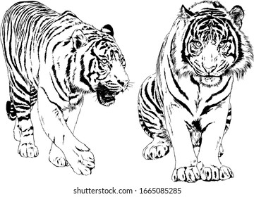 set of vector drawings on the theme of predators tigers are drawn by hand with ink tattoo logos