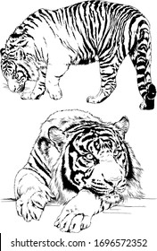 set of vector drawings on the theme of predators tigers are drawn by hand with ink tattoo logos