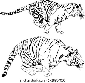 set of vector drawings on the theme of predators tigers are drawn by hand with ink tattoo logos