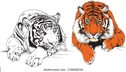 set of vector drawings on the theme of predators tigers are drawn by hand with ink tattoo logos