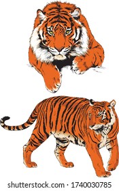 set of vector drawings on the theme of predators tigers are drawn by hand with ink tattoo logos
