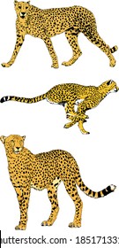 set of vector drawings on the theme of Cheetah in different poses, running on the hunt, hand-drawn for a tattoo or logo