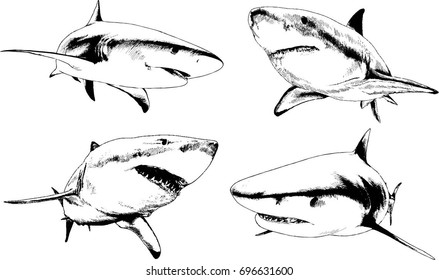 set of vector drawings on the theme of sharks isolated from the background drawn by hand