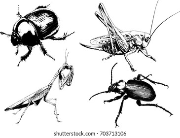 set of vector drawings on the theme of insects drawn in ink by hand without a background