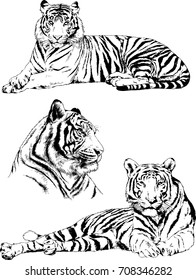 set of vector drawings on the theme of predators are drawn by hand with ink tattoo logos