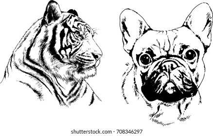 set of vector drawings on the theme of predators are drawn by hand with ink tattoo logos