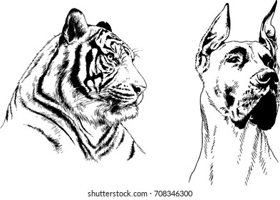 set of vector drawings on the theme of predators are drawn by hand with ink tattoo logos