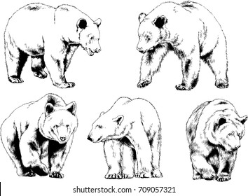 set of vector drawings on the theme of predators bears are drawn by hand with ink tattoo logos