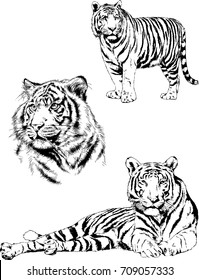 set of vector drawings on the theme of predators tigers are drawn by hand with ink tattoo logos