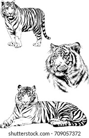 set of vector drawings on the theme of predators tigers are drawn by hand with ink tattoo logos